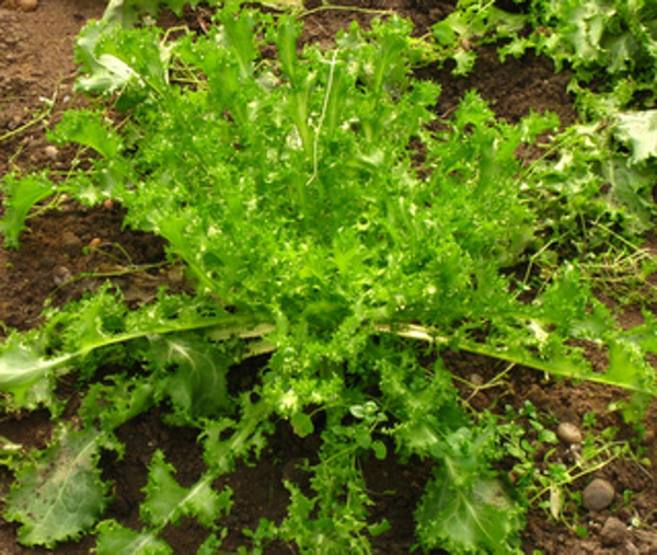 Produktfoto zu Frisee-Salat