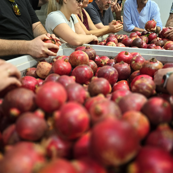 KI generiert: Das Bild zeigt eine Gruppe von Menschen, die Granatäpfel vor sich liegen haben und möglicherweise sortieren oder begutachten. Im Vordergrund liegt ein großer Haufen von Granatäpfeln.