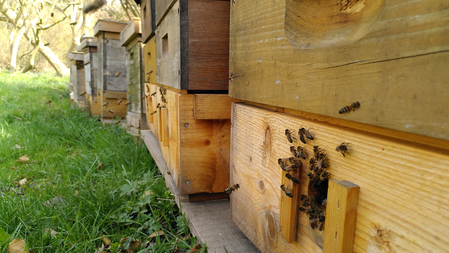 Bienenkasten mit Bienen am Eingang