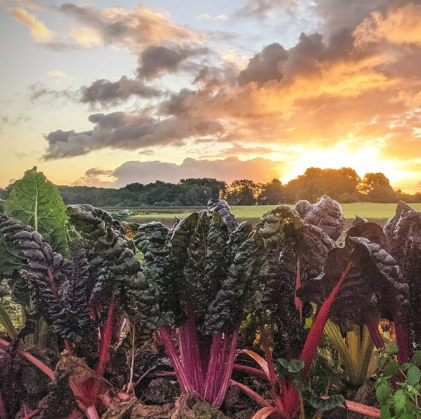 Mangold im Morgenlicht