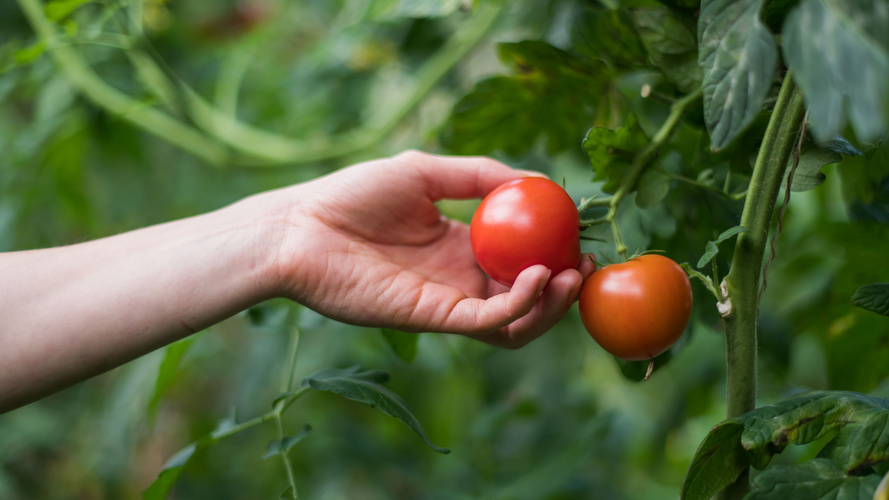 Eine Hand pflückt zwei rote Tomaten von einer Pflanze.