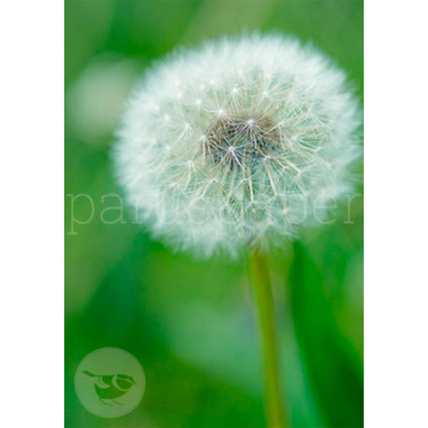 Produktfoto zu Postkarte Löwenzahn
