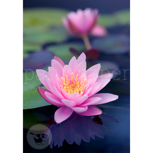 Produktfoto zu Postkarte Seerose