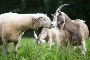 Grünland Bio Lieferant Michaelshof Ziegen auf Wiese