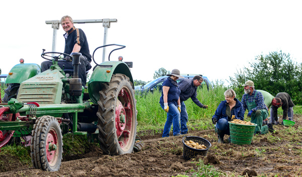 Kartoffelernte mit Trecker und vielen helfenden Händen