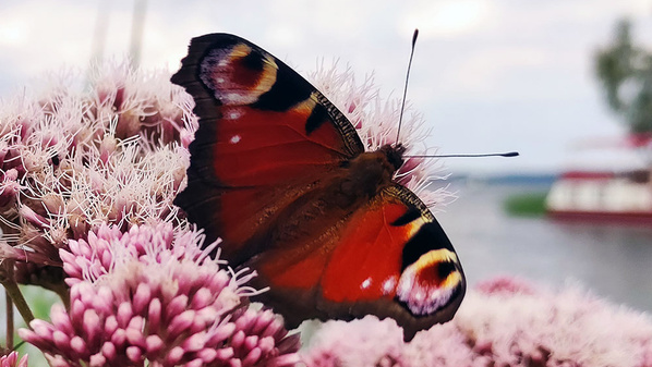 KI generiert: Ein Schmetterling sitzt auf rosa Blüten.