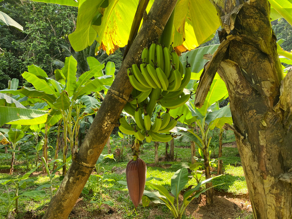 KI generiert: Ein Bananenbaum mit grünen Bananen und Blüte in einer Plantage.