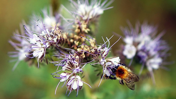 Biene auf Phacelia-Blüte