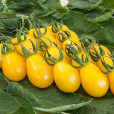 Produktfoto zu Tomatenpflanze Yellow Submarine