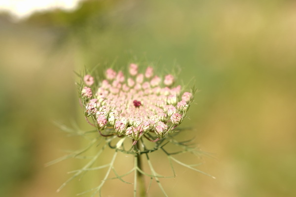 KI generiert: Nahaufnahme einer blühenden Wildblume mit rosa Blütenknospen auf unscharfem Hintergrund.