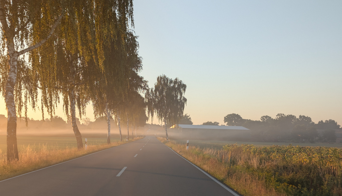 Eine Straße bei Sonnenaufgang mit Nebel und Birken am Rand