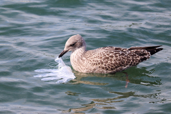 KI generiert: Eine Möwe im Wasser hält einen Plastikhandschuh im Schnabel.