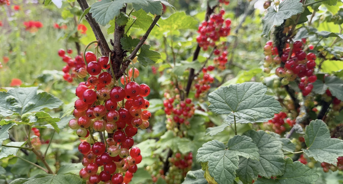 Rote Johannisbeeren an Sträuchern in einem Garten.