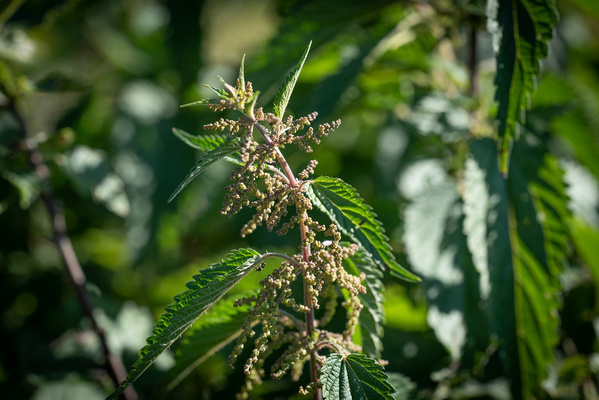 Brennnesseln mit Blütenständen