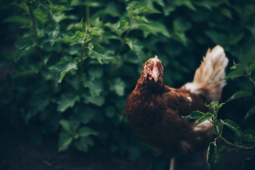 Grünland Bio Lieferant Biolandhof Wiersdorf