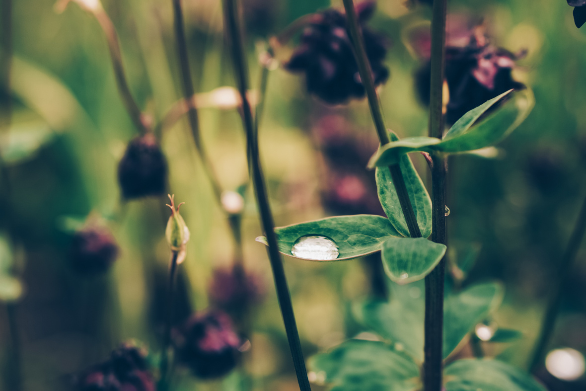 Grünland Detail Wassertropfen auf Pflanzenblatt
