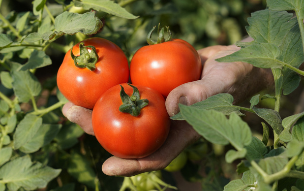 Eine Hand hält drei reife, rote Tomaten im Garten.