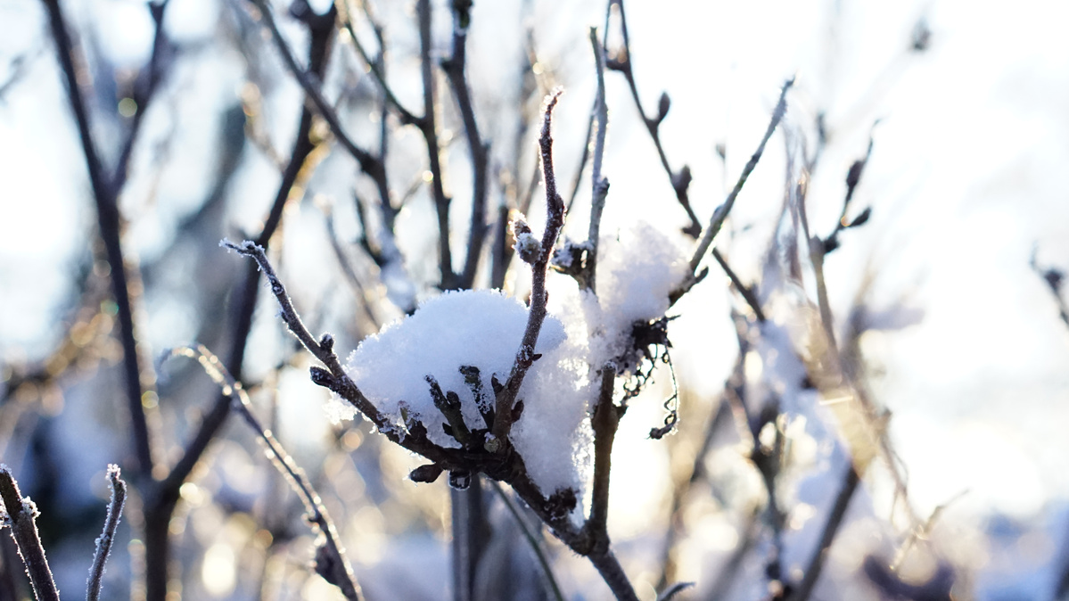 Schnee auf Zweigen im Sonnenlicht