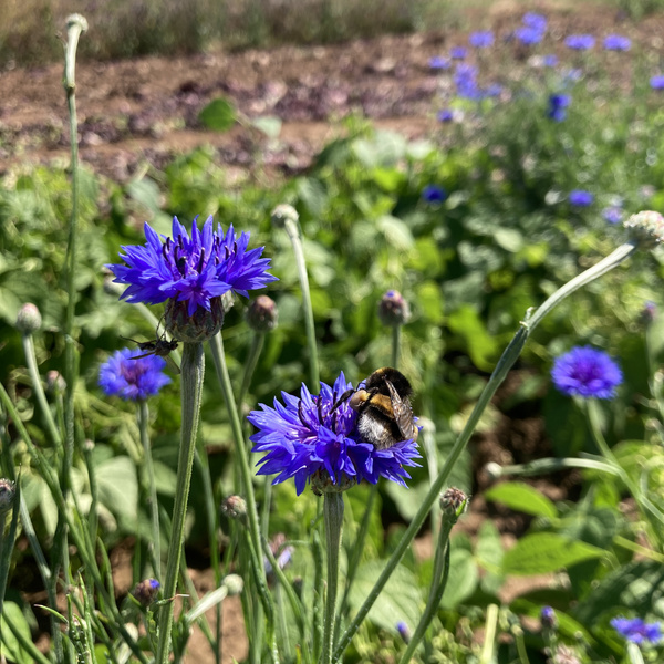 Hummel nascht an einer Kornblume