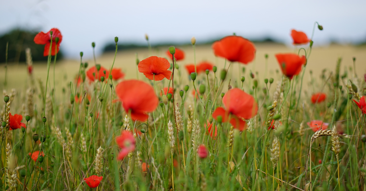 Rote Mohnblumen am Feldesrand, im Hintergrund hellblauer Himmel