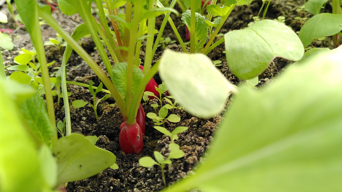 Radieschen kurz vor der Ernte