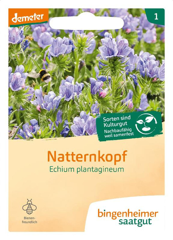 Produktfoto zu Saatgut Natternkopf Blume einjährig