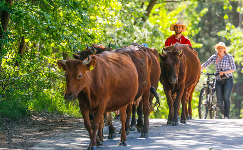 Grünland Bio Lieferant Michaelshof Kühe treiben