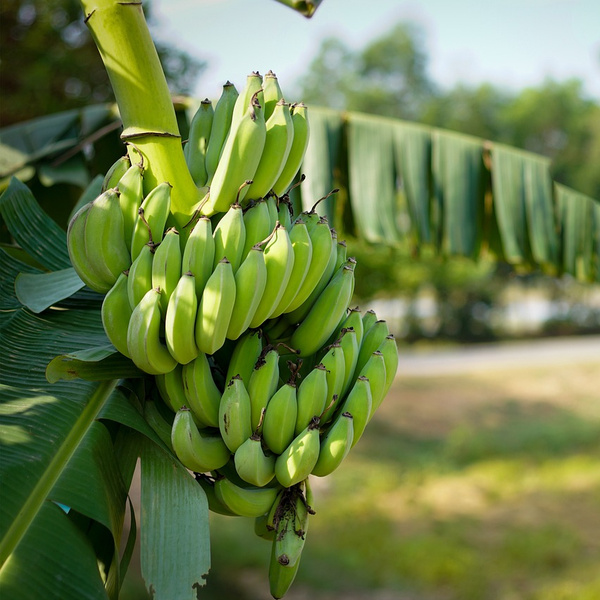Bananenstaude mit grünen Bananen
