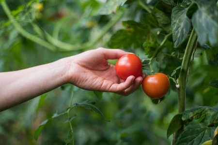 Eine Hand pflückt eine Tomate von der Pflanze im Garten.