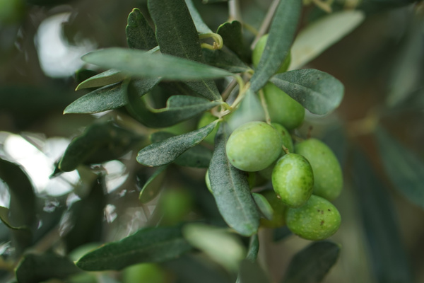 Grüne Oliven am Baum