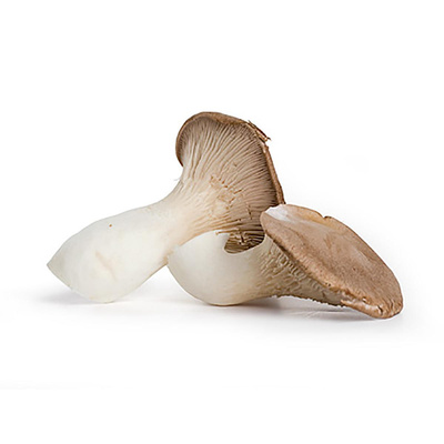 Produktfoto zu Kräuterseitlinge