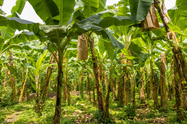 Plastikfreier Anbau von Bananen