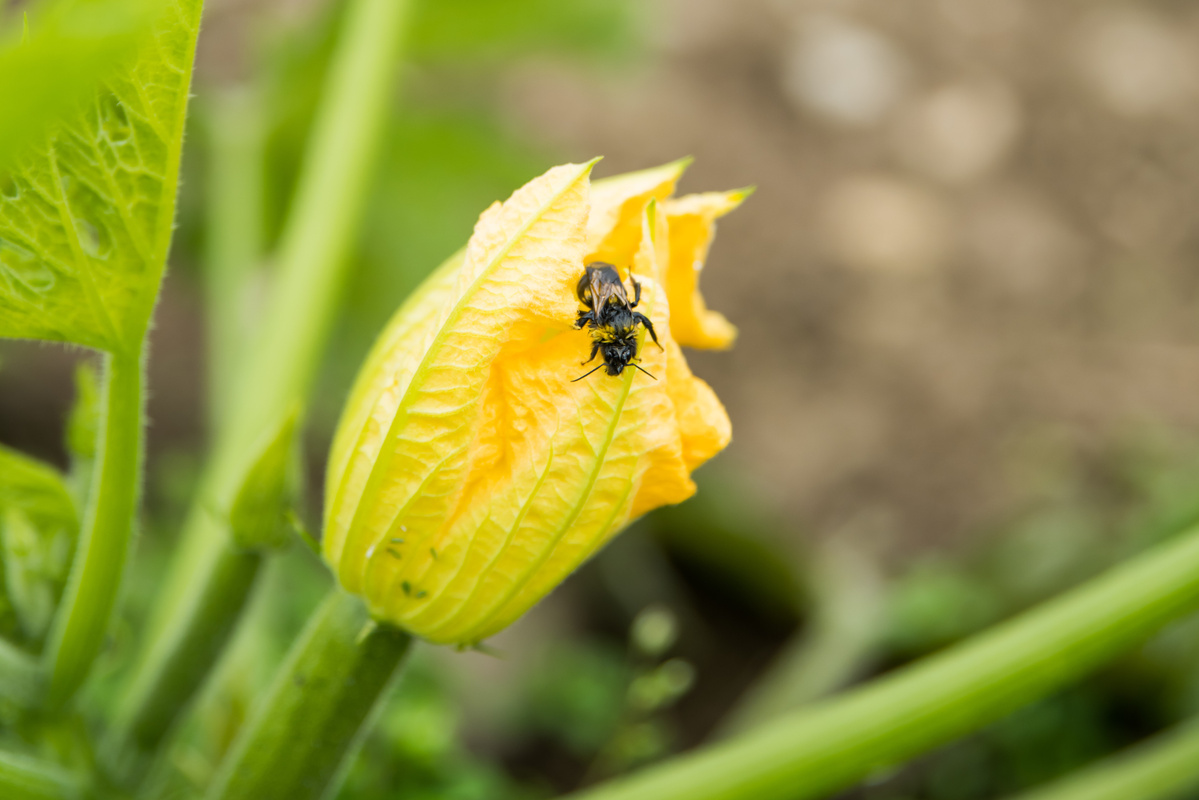 Gelbe ZUcchini-Blüte mit einer Biene darauf, umgeben von grünen Blättern.