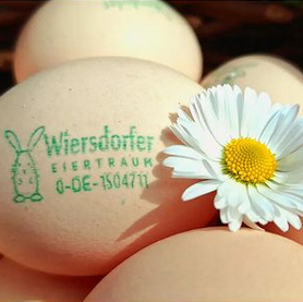 KI generiert: Eier mit Stempel "Wiersdorfer EIERTRAUM 0-DE-1504711" und einem Gänseblümchen darauf.
