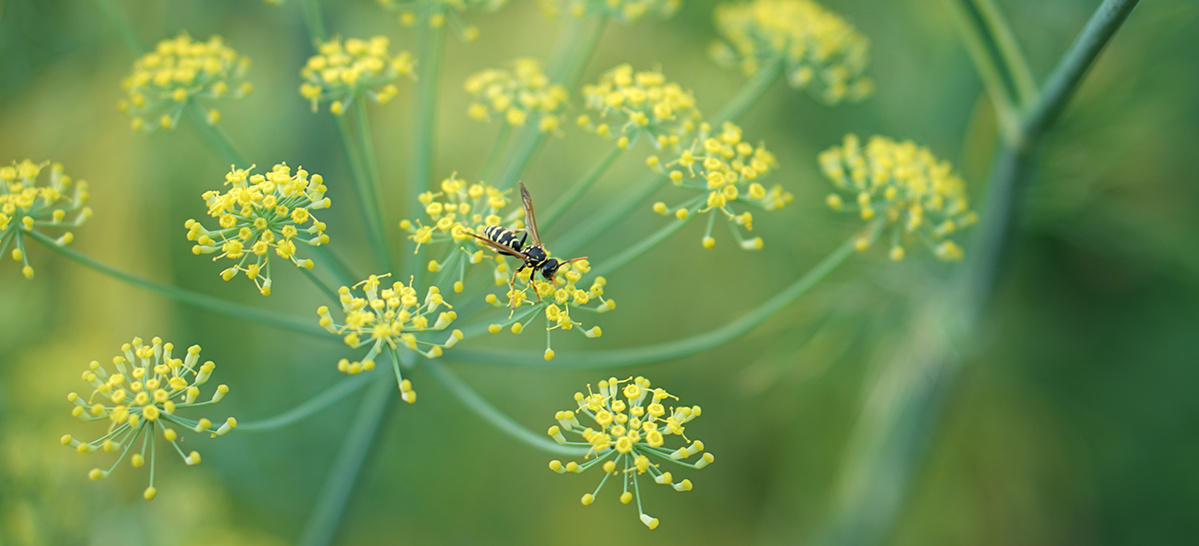 Dillblüte mit Wespenbesuch