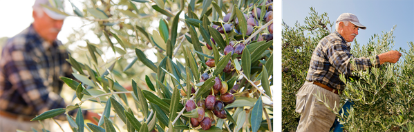 Grünland Bio Lieferant Mani Olivenernte mit Hand