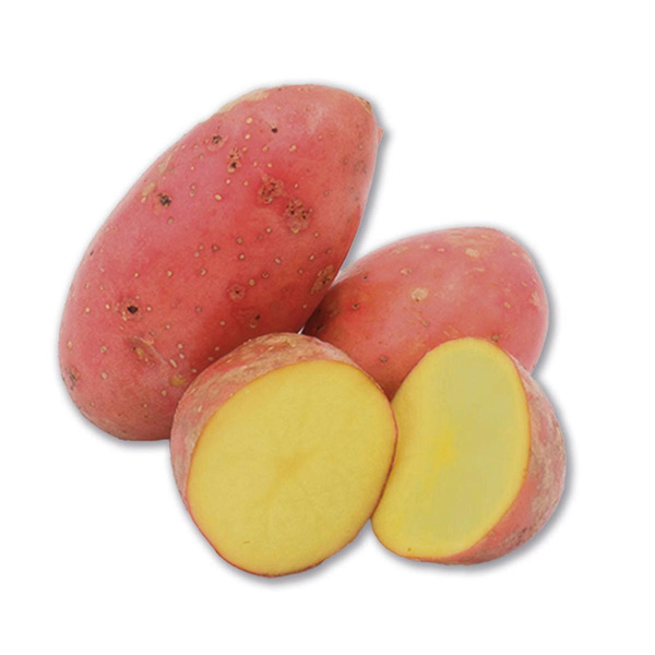Produktfoto zu Frühkartoffeln Laura rotschalig vorwiegend festkochend
