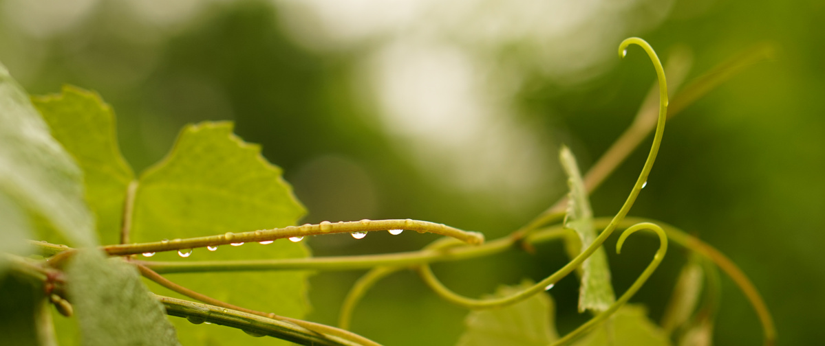 Weinbranken mit Regentropfen am Stiel