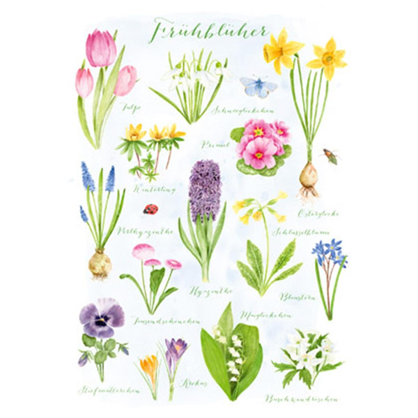 Produktfoto zu Postkarte Frühblüher