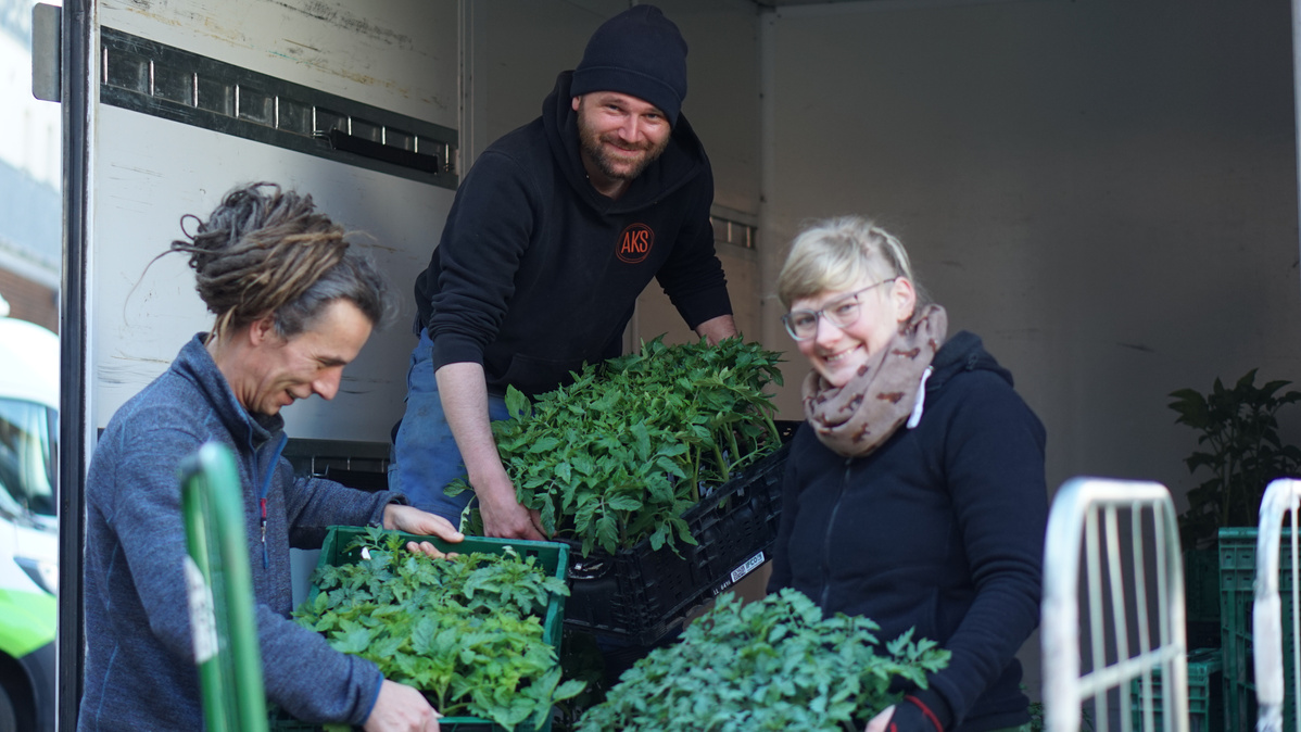 Drei fröhliche Menschen beim Ausladen von Tomatenjungpflanzen