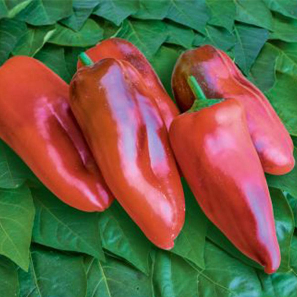 Produktfoto zu Paprikapflanze Fritz