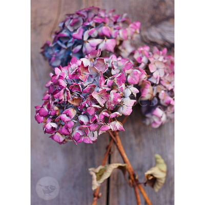Produktfoto zu Postkarte Bezaubernde Hortensieblüten