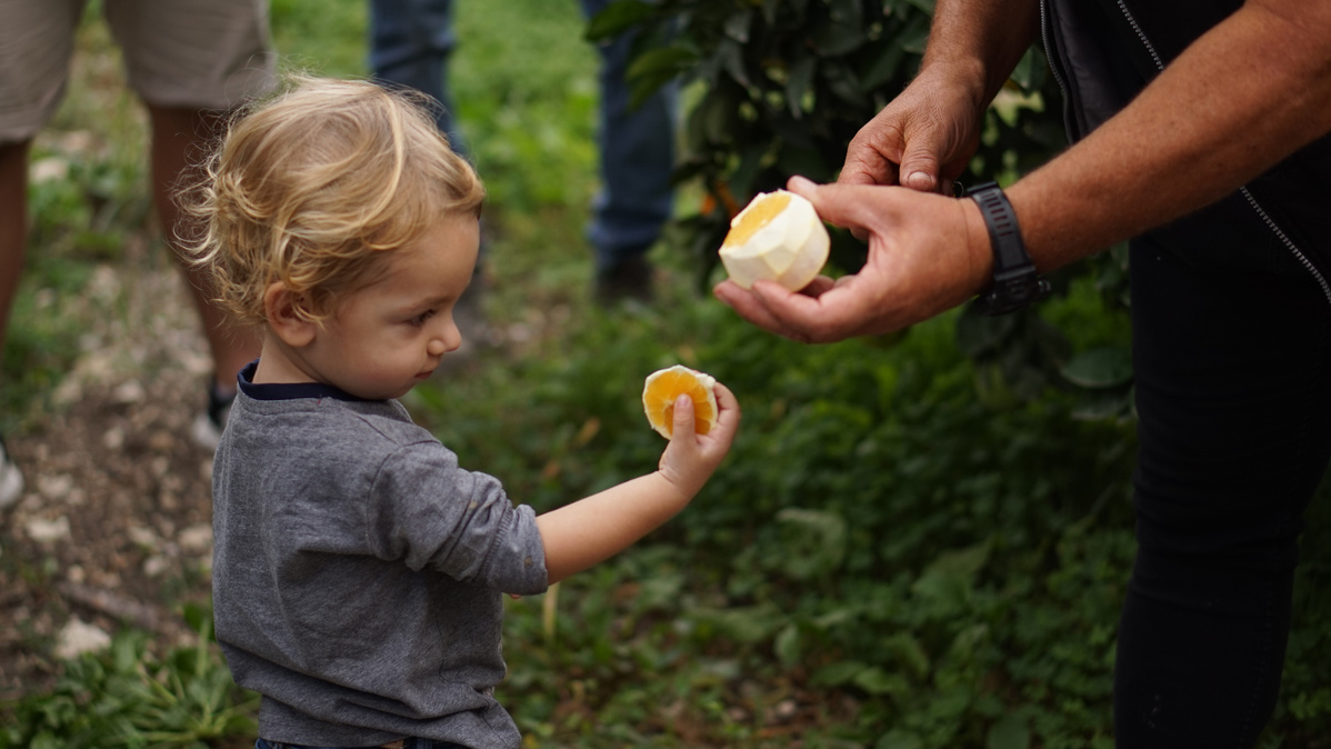 Kleines Kind probiert frische Orange direkt auf Plantage