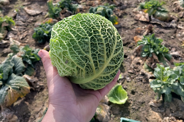 KI generiert: Eine Hand hält einen Wirsingkohl im Gemüsegarten.
