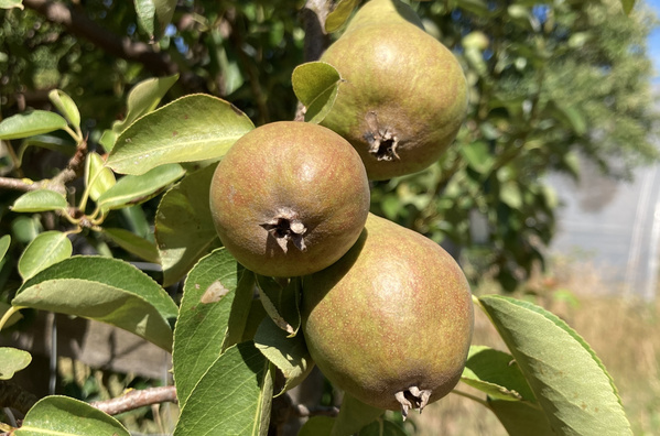 Reife Birnen am Baum