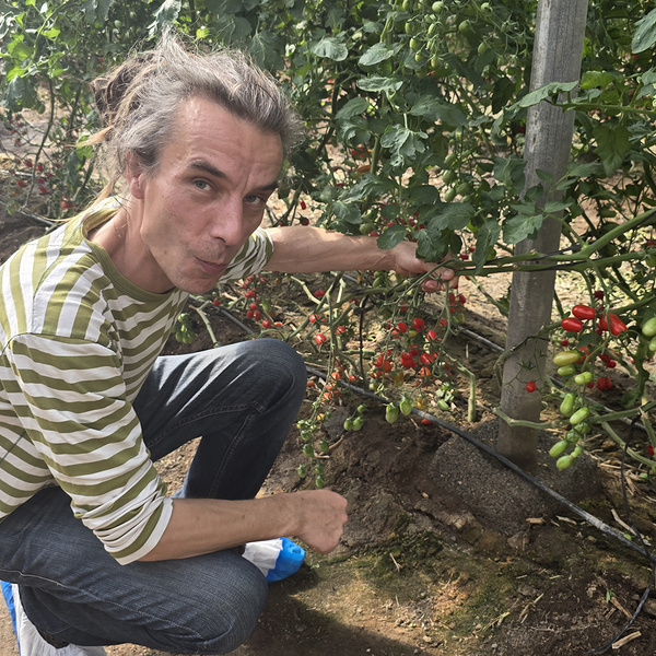 KI generiert: Ein Mann in einem gestreiften Hemd hockt in einem Gewächshaus und betrachtet eine Tomatenpflanze mit reifen und unreifen Tomaten. Der Hauptinhalt des Bildes ist der Anbau von Tomaten.