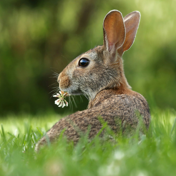 KI generiert: Ein Hase sitzt im Gras und hält eine Blume im Maul.