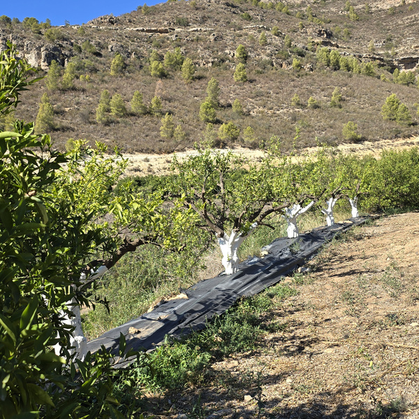 KI generiert: Das Bild zeigt eine Reihe von Bäumen mit weiß gestrichenen Stämmen auf einer leicht abfallenden, ländlichen Landschaft. Im Hintergrund sind Hügel mit spärlicher Vegetation zu sehen.