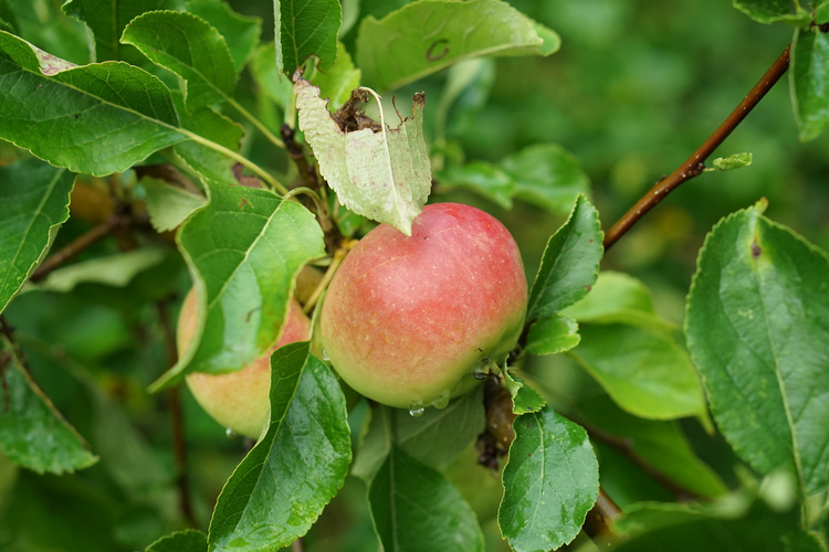 Frühapfel am Baum mit restlichen Regentropfen