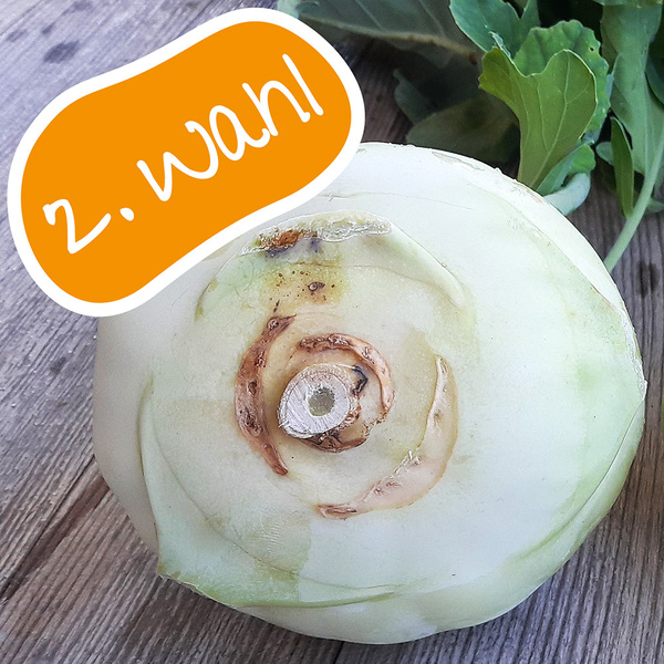 Wenn die Kohlfliege am Kohlrabi knabbert